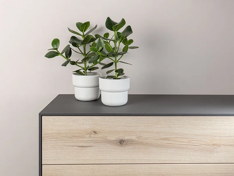 8mm K2442IR Kaindl Dekor MDF