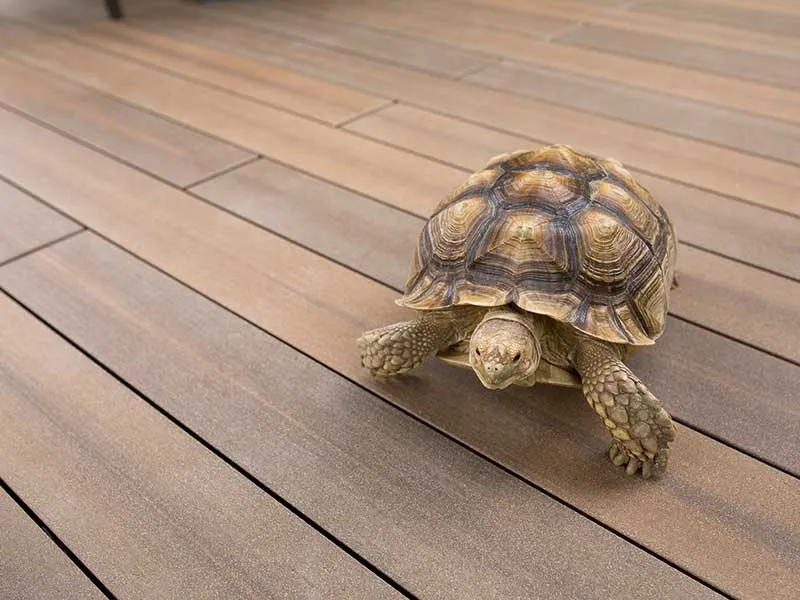 21x242mm SIGNUM Jumbo muskat Wood Art