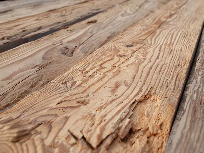 35mm Altholz Fi/Ta Anschnitte bes&auml;umt